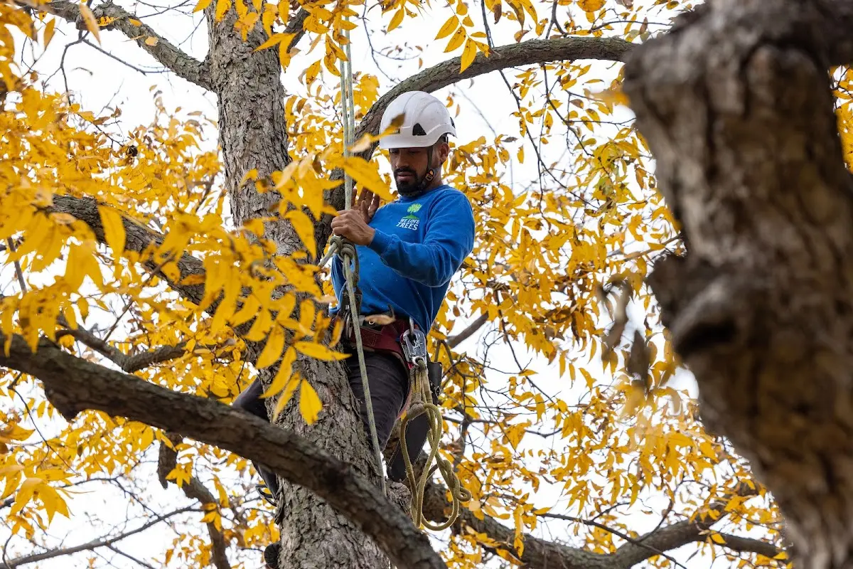 Skilled Storm Damage Cleanup crew working in Ripon